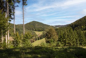 Phoca Thumb M Schwarzwald Pur 6273 2019 1400px